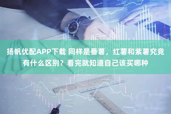 扬帆优配APP下载 同样是番薯，红薯和紫薯究竟有什么区别？看完就知道自己该买哪种